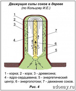 Движение сока в стволе дерева схема